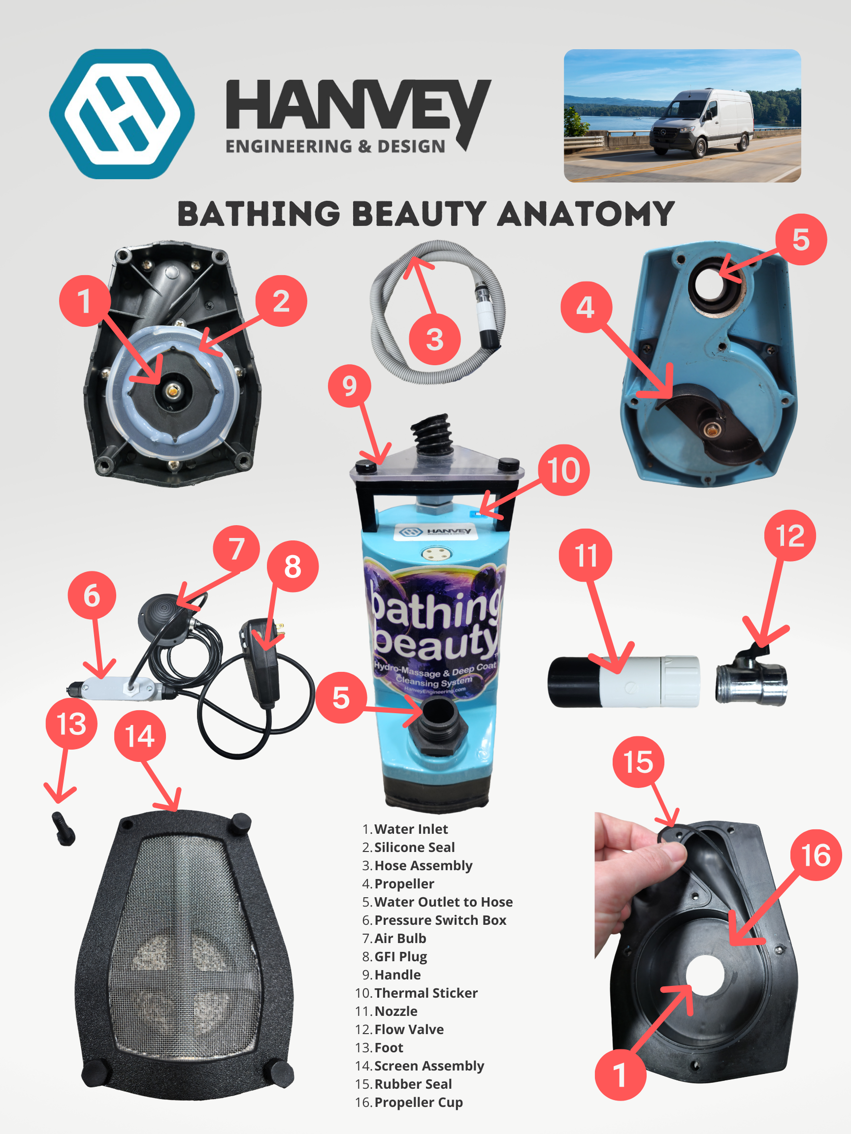 Bathing Beauty Anatomy.png